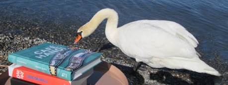 Ein Bild, das Wasser, drauen, Vogel, Wasservogel enthlt.

Automatisch generierte Beschreibung